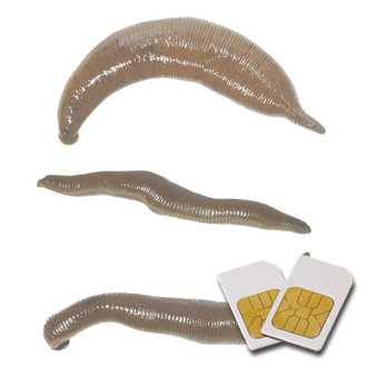 Chipcard BIG LEECHES for Zapper Biowave according to Hulda Clark 