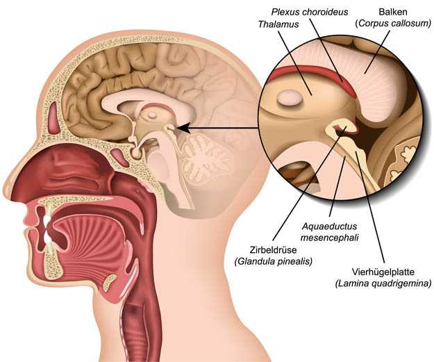 Schematische Darstellung des Gehirns mit der Zirbeldrüse in der Mitte